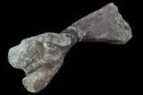 Cretaceous Fossil Turtle Humerus - Aguja Formation, Texas #88786-2